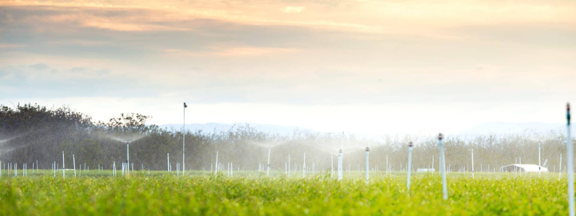 Sprinklers watering crop