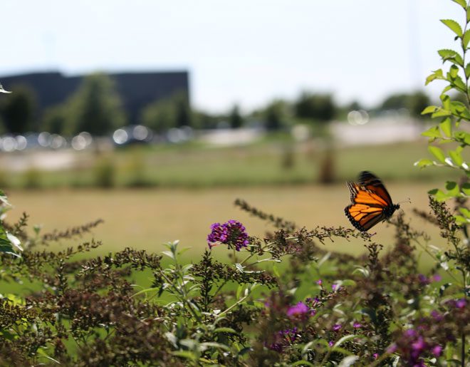 Monarch butterfly